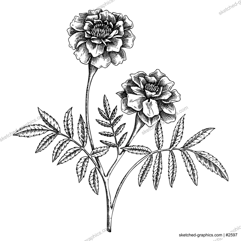 Marigold sketch. Apothecary plant drawing. Herbal remedies, medicinal plant, natural medicine hand-drawn vector illustration. NOT AI genereted