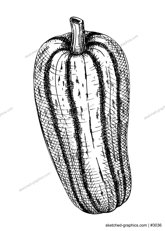 Fresh marrow sketch. Hand-sketched Vegetable illustration. Healthy food plant. Vector drawing of raw cultivated squash. Marrow for grocery, markets, packaging, recipes, menus design.