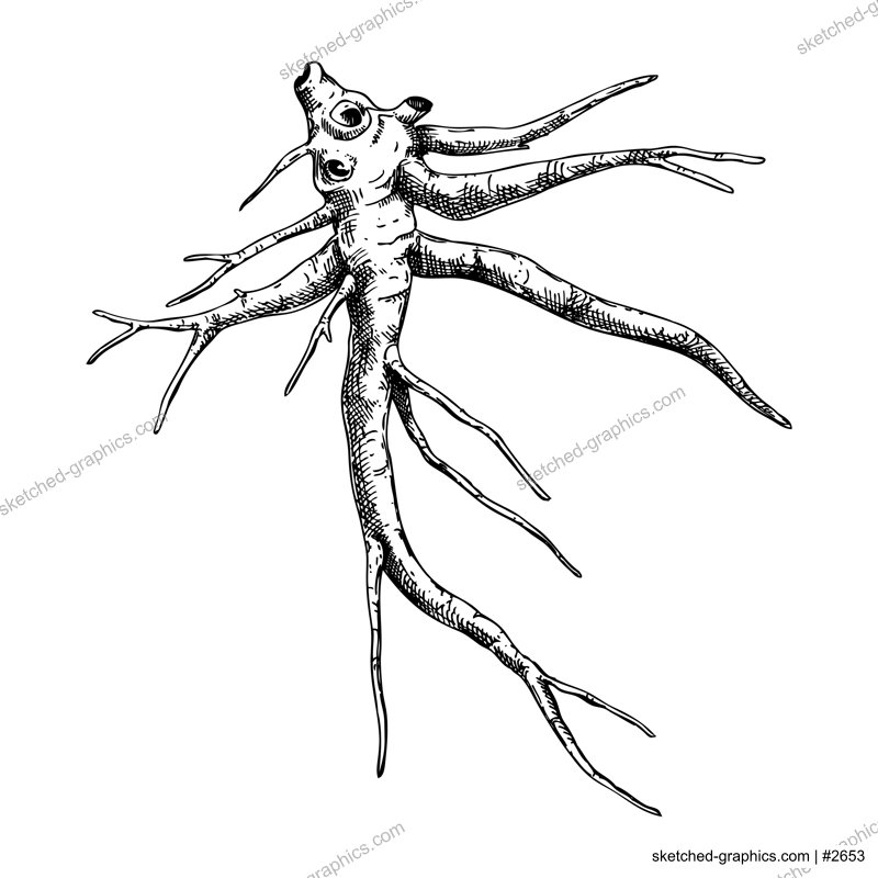 Marshmallow root sketch. Apothecary plant drawing. Herbal remedies, medicinal plant, natural medicine hand-drawn vector illustration. NOT AI genereted