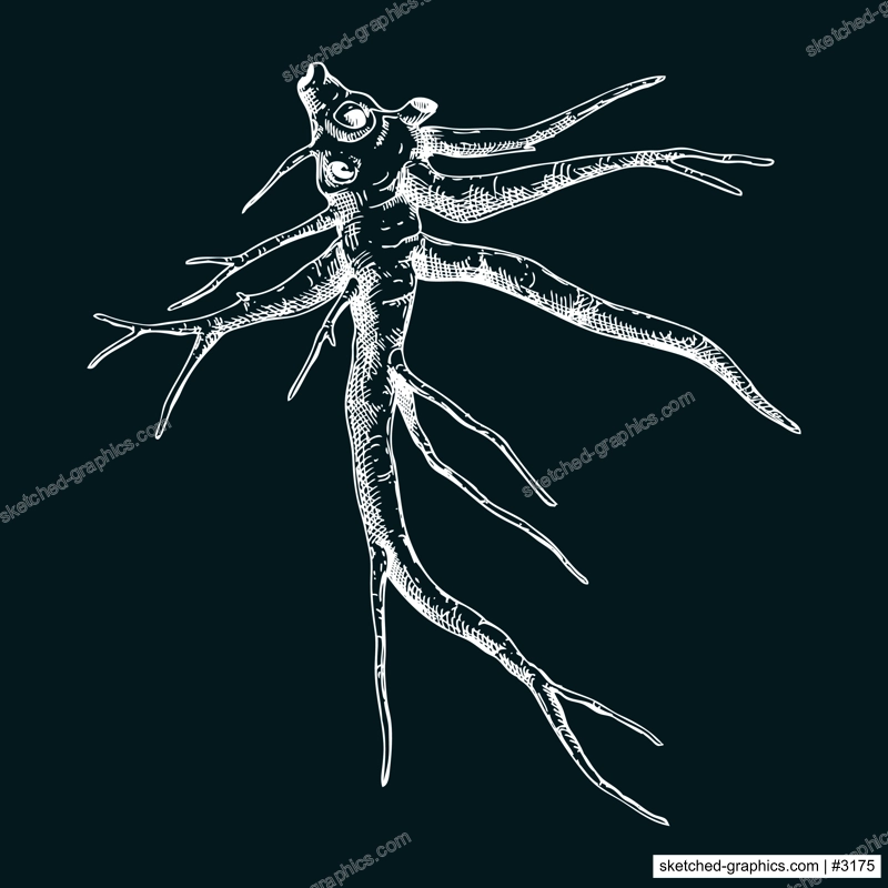 Marshmallow root sketch. Apothecary plant drawing. Herbal remedies, medicinal plant, natural medicine hand-drawn vector illustration on chalkboard. NOT AI generated