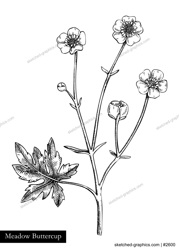 Meadow buttercup vector illustration. Hand drawn summer flower sketch. Wildflower drawing isolated on white background. Gardens, meadows or woodlands flowering plant. Floral design element in