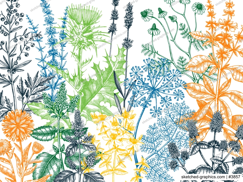 Sketched herbs, flowers, weeds, meadows background. Medicinal plants vintage illustration for cosmetics, perfumery, medicine, packaging. Herbal tea ingredients banner. Medicinal herbs sketch design.
