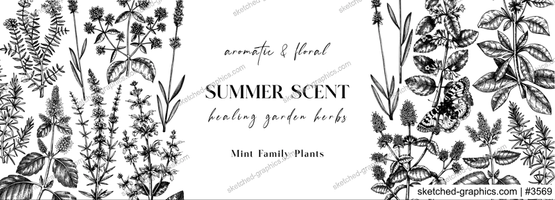 Hand sketched medicinal herbs banner design. Vector mint plants sketches. Vintage summer flowers template. Botanical background with mint family plants in engraved style. 