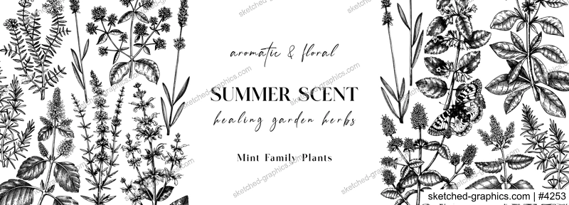 Hand sketched medicinal herbs banner design. Vector mint plants sketches. Vintage summer herbs and wildflowers template. Botanical background with floral elements in engraved style. 
