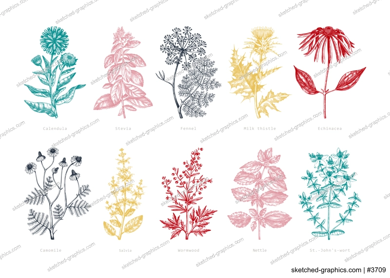 Medicinal herbs collection. Vector set of hand-drawn summer herbs, wildflowers, weeds, and meadows. Vintage aromatic plant illustrations. Herbal tea ingredients. Botanical elements in engraved style.
