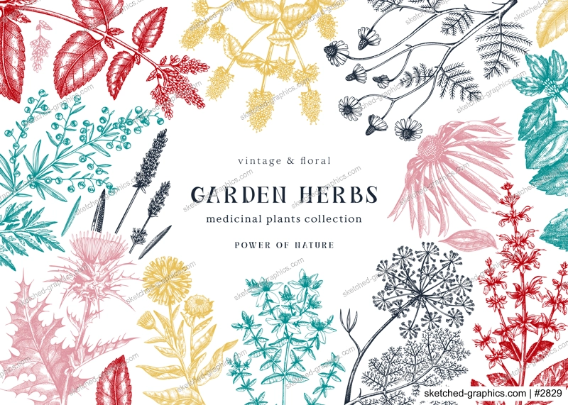 Medicinal herbs background. Hand sketched summer florals, herbs, weeds and meadows design. Vintage plants illustration. Botanical elements in engraved style. Medicinal herbs frame