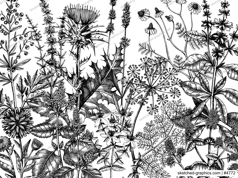 Sketched herbs, flowers, weeds, meadows background. Medicinal plants vintage illustration for cosmetics, perfumery, medicine, packaging. Herbal tea ingredients banner. Medicinal herbs sketch design.
