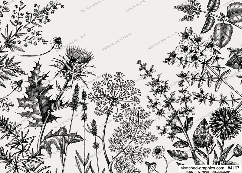 Hand-sketched herbs, flowers, weeds, meadows background. Medicinal plants vintage frame. For herbal medicine, tea ingredients, packaging or banner. Medicinal herbs design.