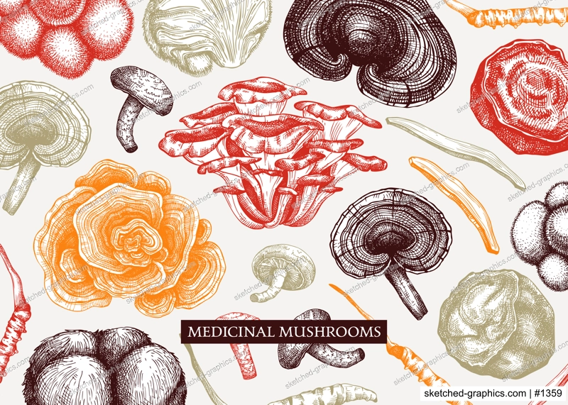 Medicinal mushroom vector background. Sketched adaptogenic plants banner design. Perfect for traditional medicine recipe, menu, label, packaging. Magic fungi sketches in color 