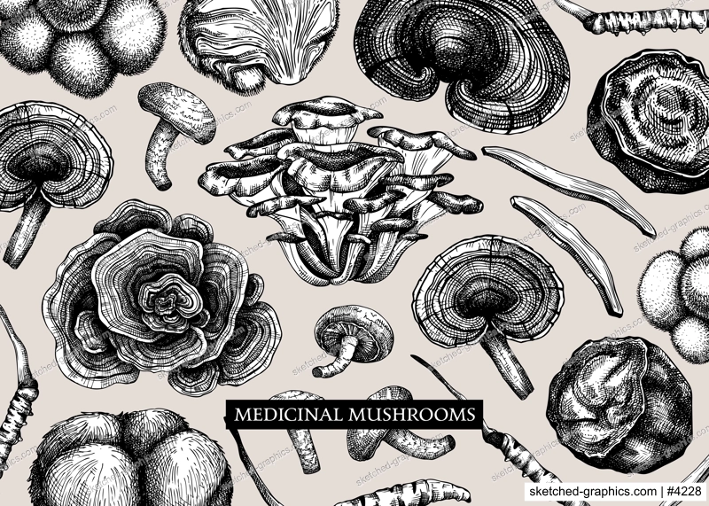 Medicinal mushroom vector background. Sketched adaptogenic plants banner design. Perfect for traditional medicine recipe, menu, label, packaging. Magic fungi sketches 