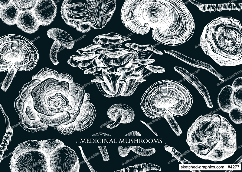 Medicinal mushroom vector background. Sketched adaptogenic plants banner design. Perfect for traditional medicine recipe, menu, label, packaging. Magic fungi sketches on chalkboard 