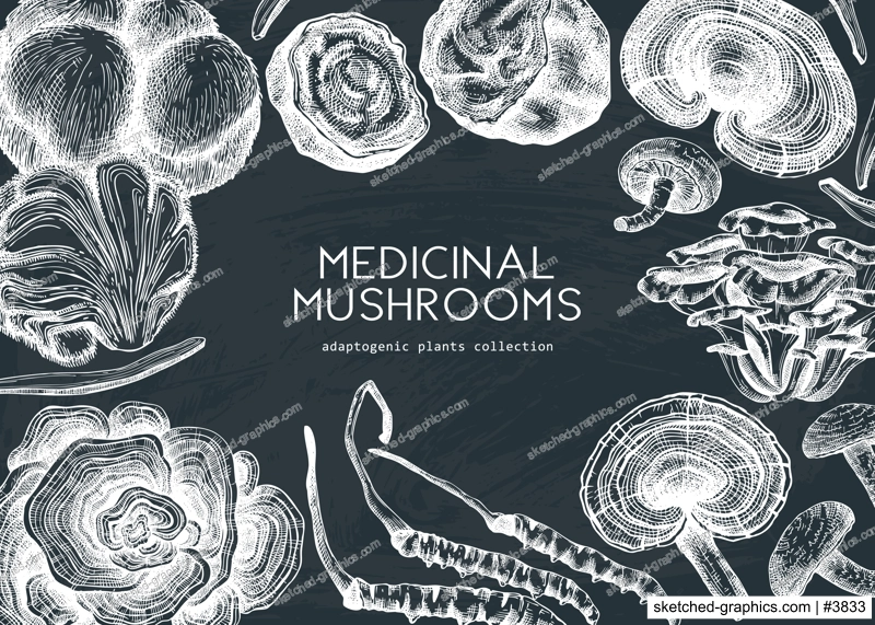 Medicinal mushroom illustrations background on chalkboard. Hand-sketched adaptogenic plants frame design. Perfect for recipe, menu, label, packaging. Hand sketched mushroom outlines.