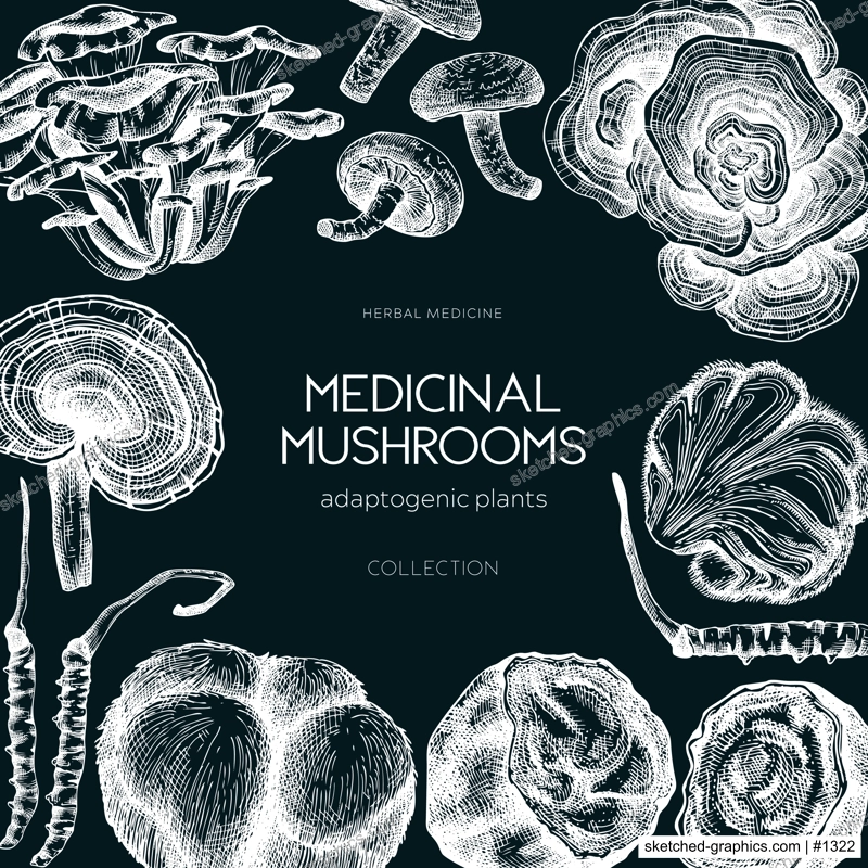 Medicinal mushroom frame on chalkboard. Hand-drawn vector illustration. Adaptogenic plants sketches. For recipe, menu, label, packaging design.