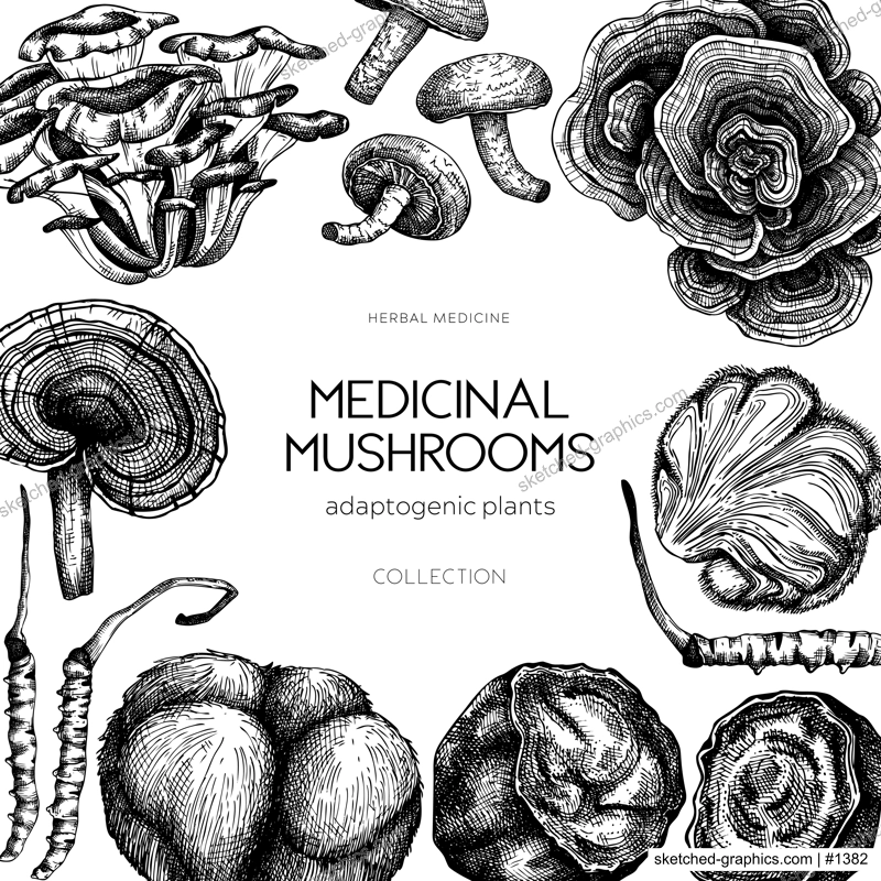 Medicinal mushroom frame design. Hand-drawn vector illustration. Adaptogenic plants sketches. For recipe, menu, label, packaging design.