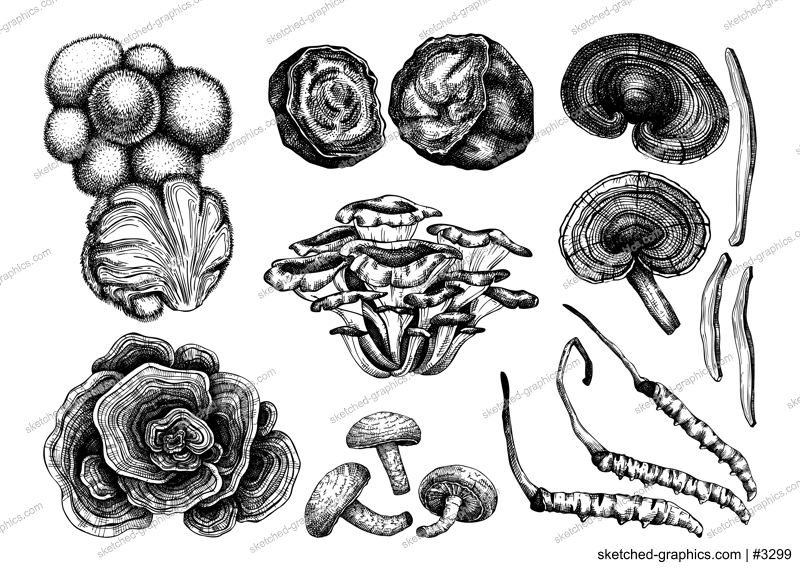 Medicinal mushrooms illustration collection. Adaptogenic plants sketches. Perfect for recipe, menu, label, icon, packaging, Hand sketched mushrooms outlines. Botanical set