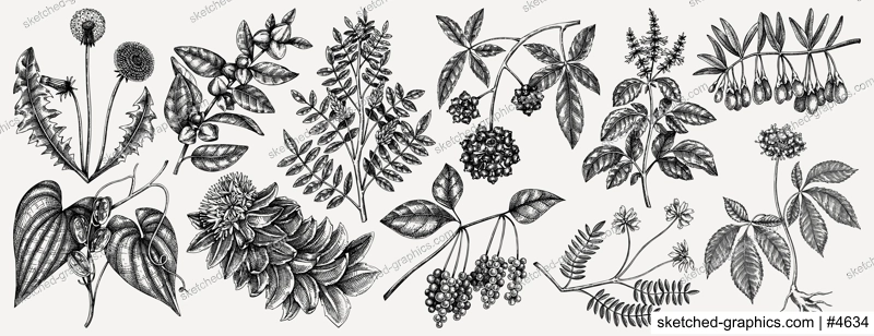 Medicinal plants illustrations collection. Hand-sketched adaptogenic berries, weeds, herbs set. Perfect for recipe, menu, label, packaging. Vector plants outlines. Botanical elements in vintage style.