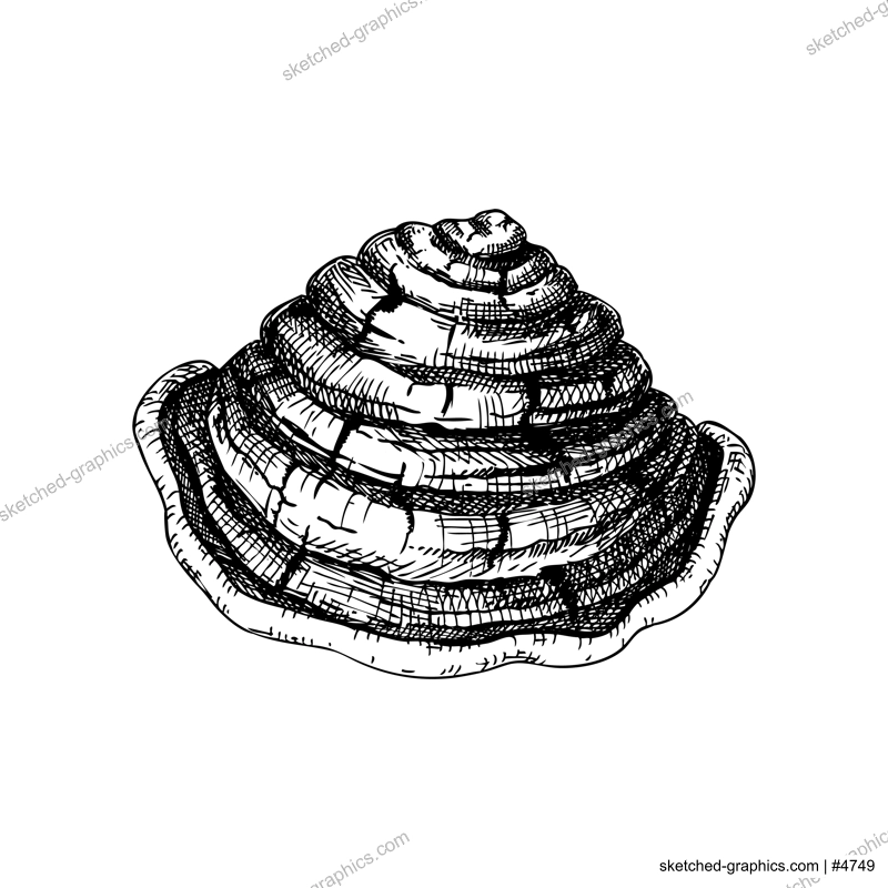 Mesima mushroom sketch. Medicinal mushrooms hand drawn vector illustrations set. Alternative medicine. Song Gen sketch.  NOT AI generated