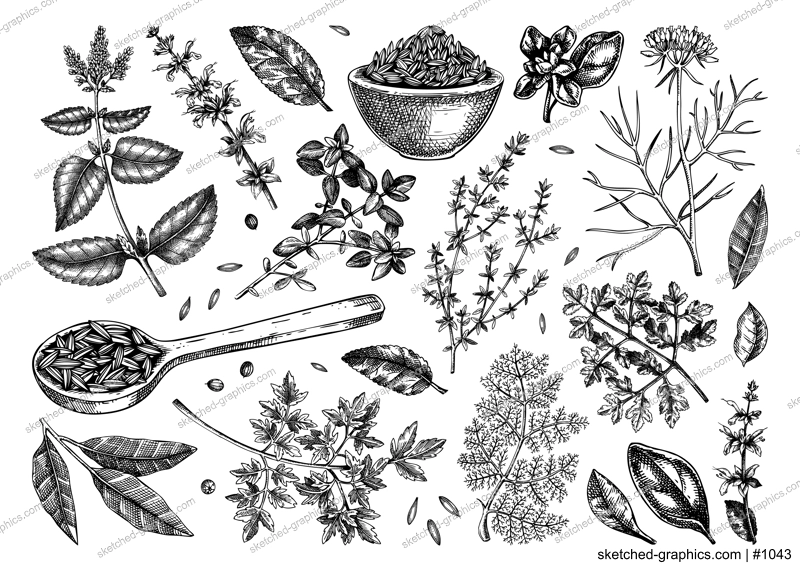 Middle Eastern cuisine herb and spice sketches set. Parsley, thyme, cumin, laurel, mint, sage, cilantro drawing. Kitchen spices hand-drawn vector illustration. NOT AI genereted
