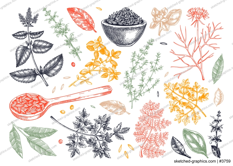 Middle Eastern cuisine herb and spice sketches set. Parsley, thyme, cumin, laurel, mint, sage, cilantro drawing. Kitchen spices hand-drawn vector illustration. NOT AI genereted