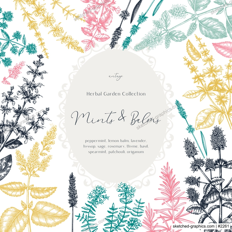 Mints and balms vintage design in color. Hand sketched aromatic and medicinal herbs frame. Mint plants frame in vintage style. Perfect for herbal tea ingredients, recipe, label, packaging. 