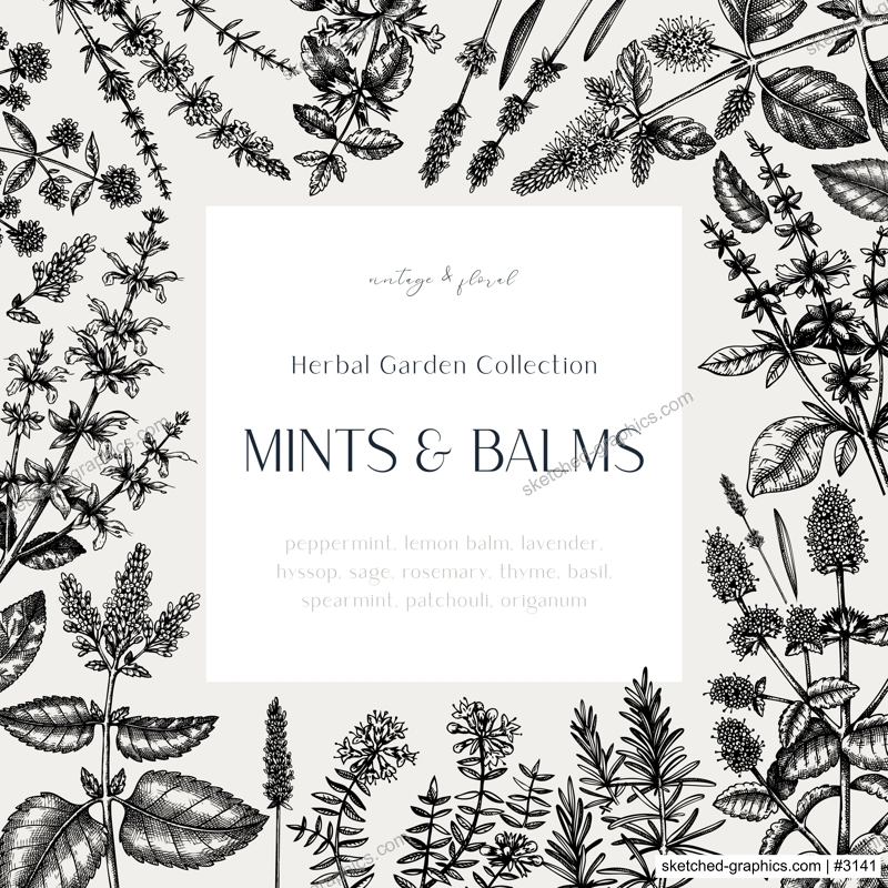 Mints and balms vintage design. Hand sketched aromatic and medicinal herbs frame. Mint plants frame in vintage style. Perfect for herbal tea ingredients, recipe, label, packaging. 