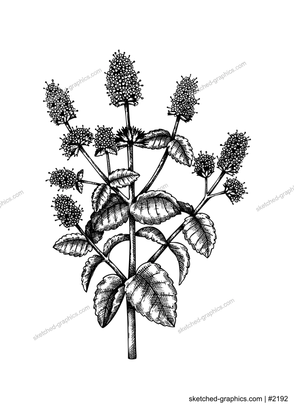 Hand sketched Mint botanical illustration with leaves and flowers.Spearmint - hand-drawn medical herbs and spices. Engraved style herbal plant on white background. Healthy tea ingredients
