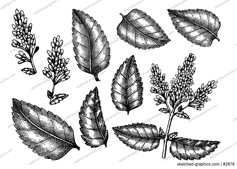 Hand sketched Mint botanical illustrations set with leaves and flowers. Peppermint - hand-drawn medical herbs bundle. Engraved style herbal plant on white background. Healthy tea ingredients