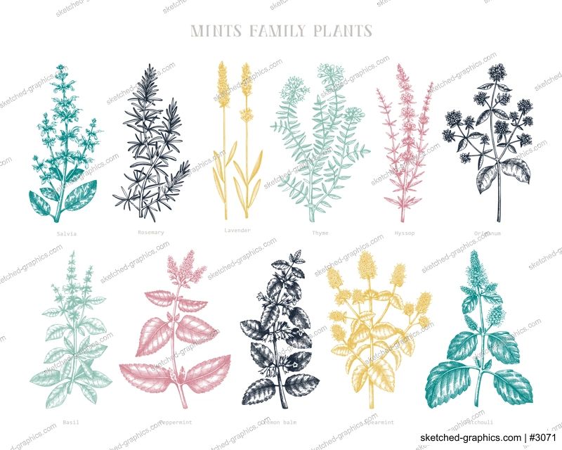 Mint family plants illustrations in color. Hand sketched aromatic and medicinal herb Botanical design elements. Herbal tea ingredients. Mints in vintage style. Perfect for recipe, label, packaging.