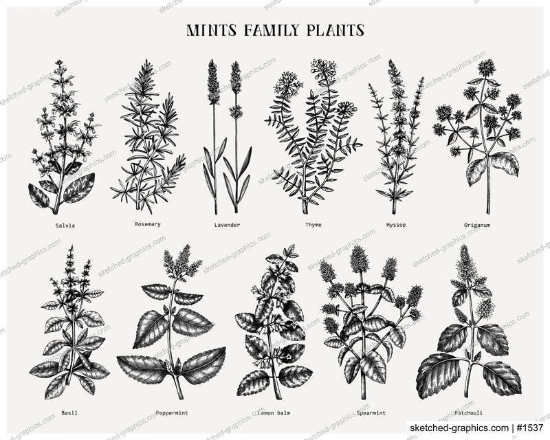 Mint family plants illustrations. Hand sketched aromatic and medicinal herbs set. Botanical design elements. herbal tea ingredients. Mints. Perfect for recipe, label, packaging. 