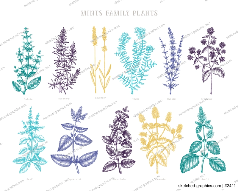 Mint family plants illustrations in color. Hand sketched aromatic and medicinal herbs. Botanical design elements. Herbal tea ingredients. Mints in vintage style. Aromatic materials set