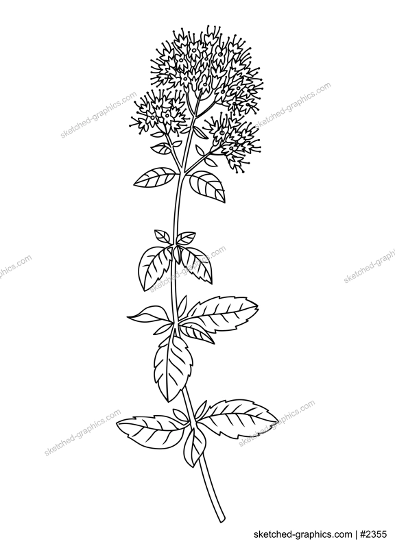 Mint flower and leaves line art illustration. Perfect for pattern, logo, posters, invitation and greeting card design. Hand drawn mint plant. Delicate summer drawing.