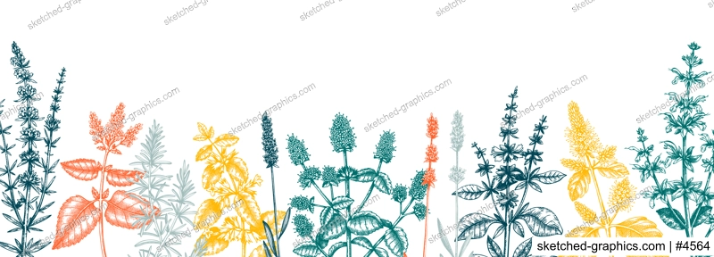 Mints in colors. Hand drawn medicinal herbs banner design. Vector mint plants sketches. Vintage summer herbs template. Botanical background with floral elements in engraved style. Herbs outlines