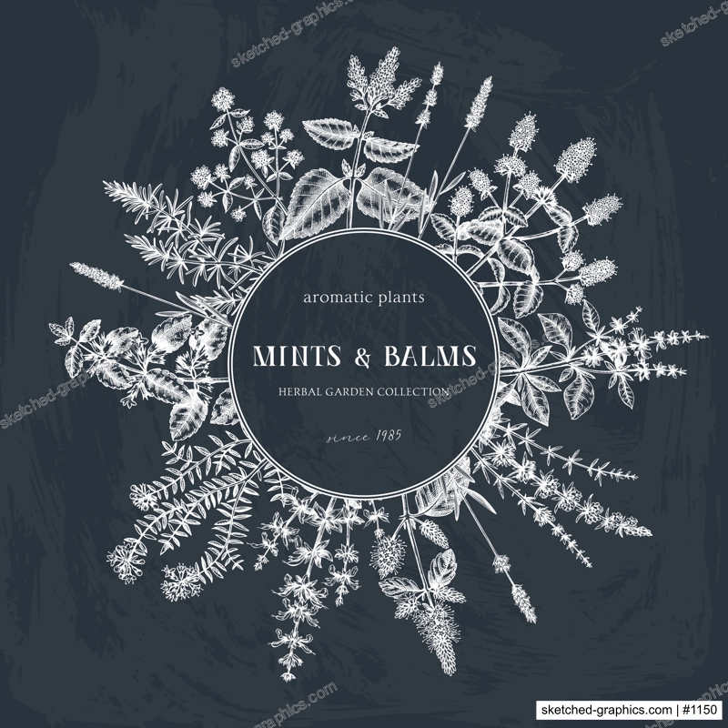 Mint  plants on chalkboard. Summer herbs wreath design. Hand sketched aromatic and medicinal herbs background. Herbal tea ingredients. Mints in vintage style. 