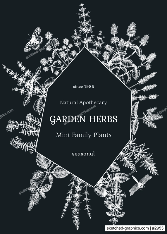 Hand-sketched Mints card or invitation design. Mint plants and insects on chalkboard. Medicinal herbs and summer flowers background. Herbal tea ingredients template. Botanical illustration in color