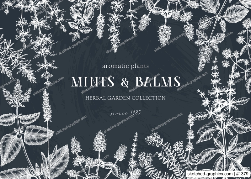Mints on chalkboard. Hand sketched mint plants banner. Vintage herbs, leaves, flowers hand drawings background. Perfect for recipe, menu, label, packaging. Herbal tea template. Botanical illustration.