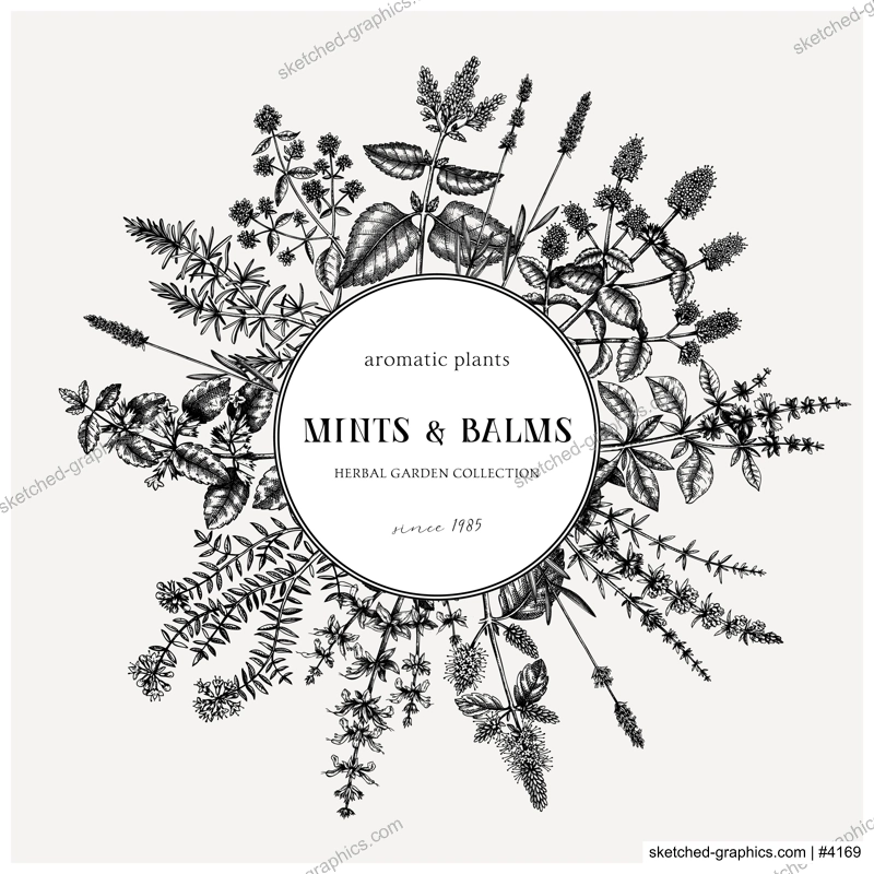 Mint  plants wreath. Summer herbs retro design. Hand sketched aromatic and medicinal herbs background. Herbal tea ingredients. Mints in vintage style. For cosmetics and perfumery