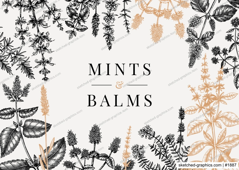 Hand sketched  mints banner. Mints plants design. Vintage herbs, leaves, flowers hand drawings background. Perfect for recipe, menu, label, packaging. Herbal tea template. Botanical illustration.