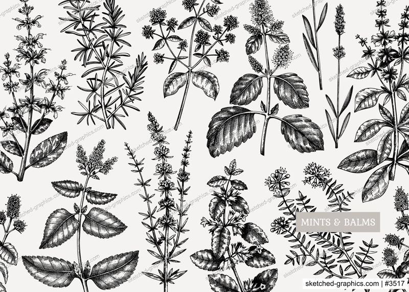 Mints design. Hand sketched mints plants background. Vintage herbs, leaves, flowers  hand drawings design. Perfect for recipe, menu, label, packaging. Herbal tea template.  Botanical illustration.