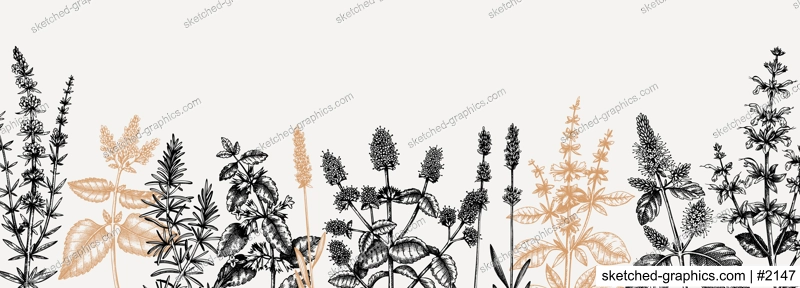 Mints. Hand drawn medicinal herbs banner design. Vector mint plants sketches. Vintage summer herbs template. Botanical background with floral elements in engraved style. Herbs outlines