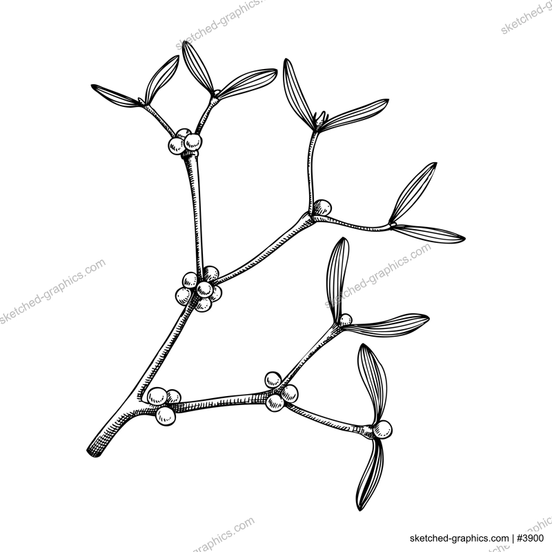 Decorative evergreen plant sketch. Mistletoe branch drawing. Hand-drawn botanical element in sketched style. Winter leaves and berries illustrations for Christmas design.