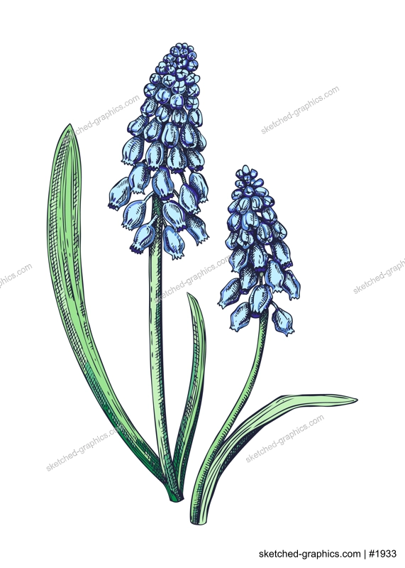 Muscari flower sketch in color. Hand drawn grape hyacinth. Botanical vector illustration. Spring woodland plant floral drawing