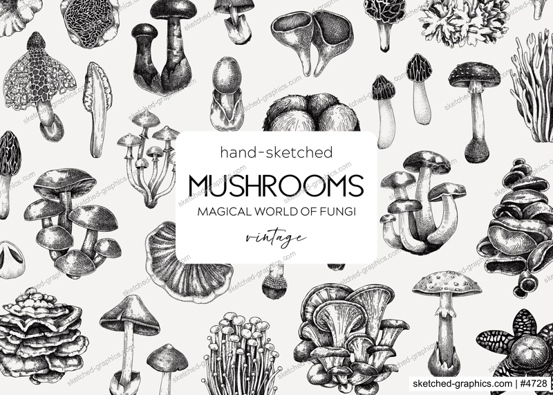 Mushroom background. Hand drawn vector illustration. Healthy food, poisonous mushrooms, fungi sketches. Autumn design template. Vintage banner in engraved style. 