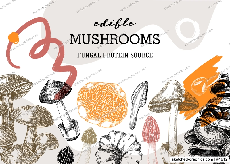 Mushrooms banner in collage style. Artistic autumn forest plant border. Fall background with edible fungi sketches and abstract shapes. Hand drawn healthy food, fungal protein vector illustration