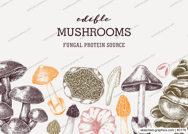 Mushrooms banner design in color. Artistic autumn forest plant border. Fall background with edible fungi sketch. Hand drawn healthy food, fungal protein vector illustration for print, packaging, menu