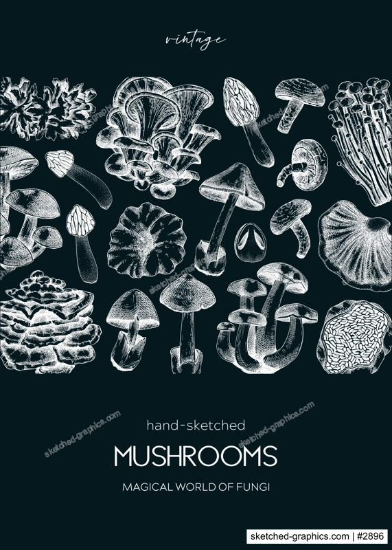 Mushroom hand drawn illustration on chalkboard. Autumn forest trendy background for recipe, menu, card, package, packaging, print. Vintage mushroom sketches. Botanical vector design tempalte