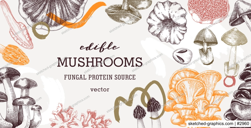 Collage-style mushrooms vector background. Trendy autumn forest plant frame. Fall banner design with hand drawn fungi sketches and abstract shapes. Healthy food, fungal protein vector illustration