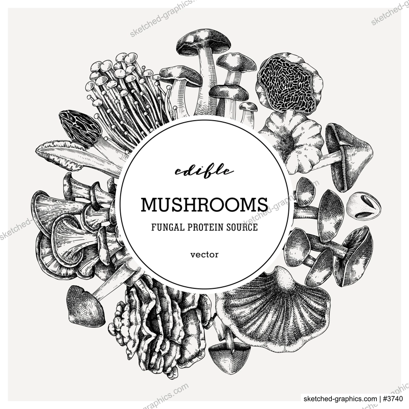 Forest mushrooms background. Edible mushrooms frame, vinatge card design. Fungi, healthy food, vegan product sketches. Autumn hand-drawn vector illustration. Engraved style design template