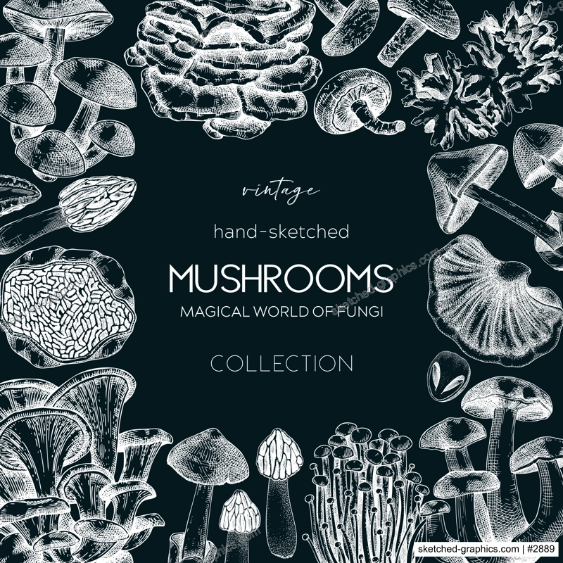 Forest mushrooms frame on chalkboard. Edible mushrooms background. Fungi, healthy food, vegan product sketches. Autumn hand-drawn vector illustration. Engraved design template, card, print, packaging