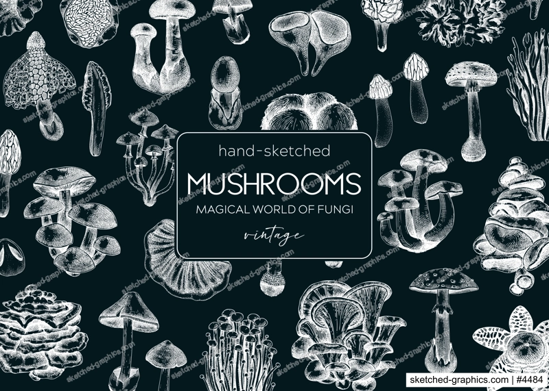 Forest mushrooms frame on chalkboard. Edible mushrooms background. Fungi, healthy food, vegan product sketches. Autumn hand-drawn vector illustration. Engraved design template, card, print, packaging
