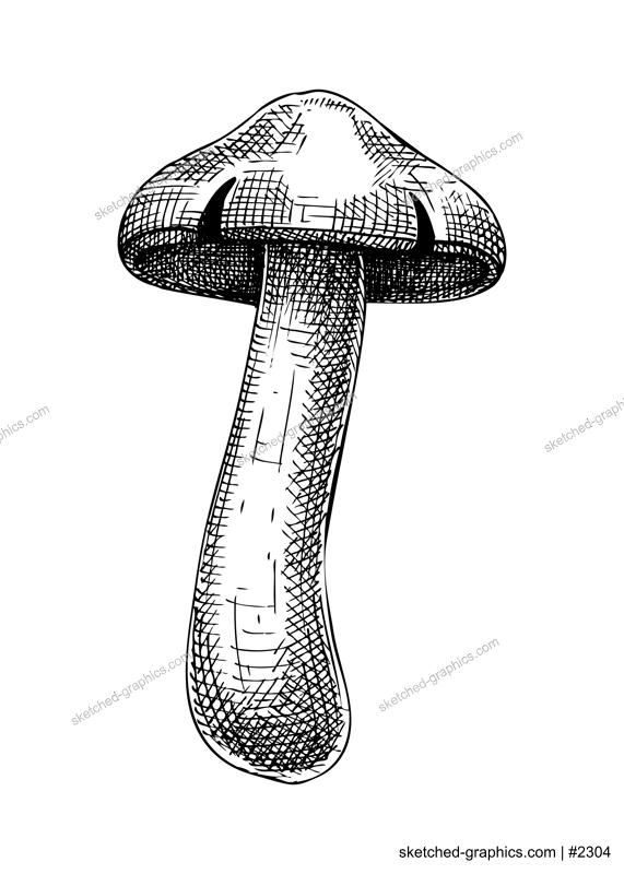 Sketched mushroom illustration. Hand drawn food drawings. Forest plants sketches. Perfect for recipe, menu, label, icon, packaging, Vintage mushroom outlines. 